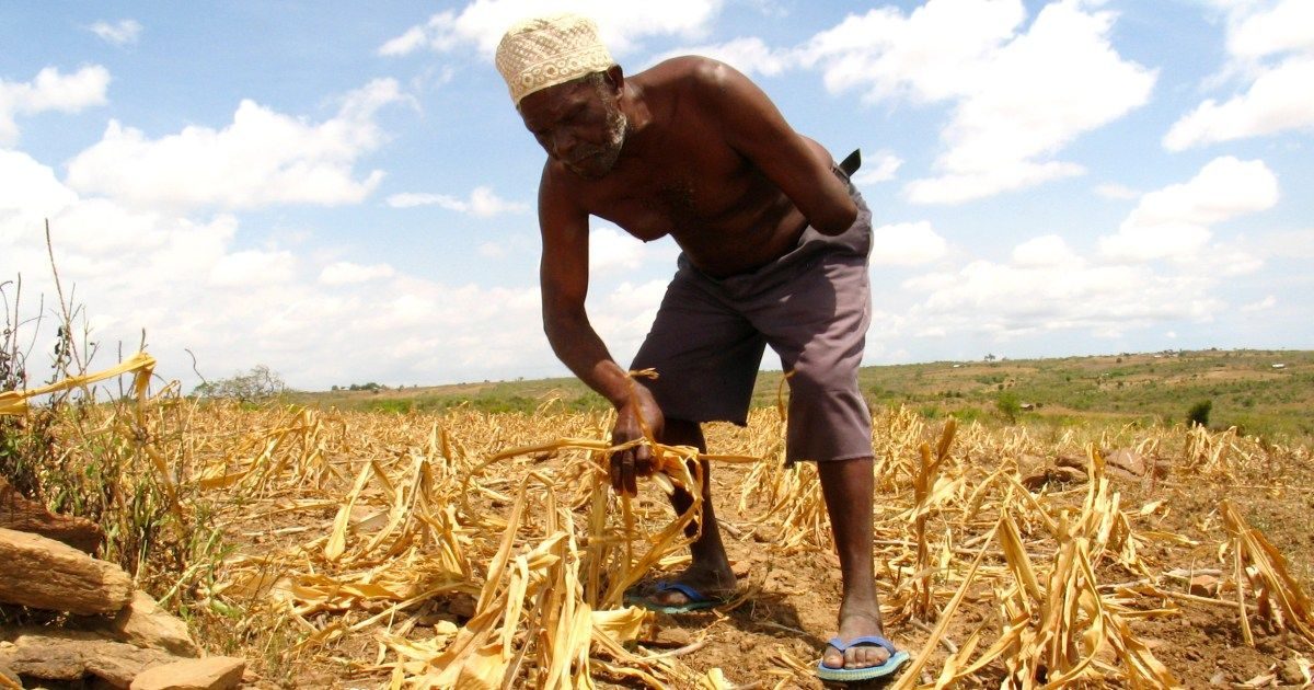 Afrika'nın Yeşil Devrimi Geleneksel Gıdaları Tehdit Ediyor