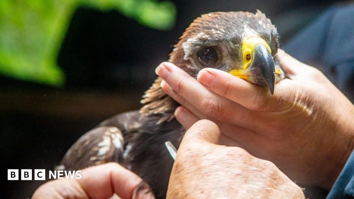 İskoçya'da Kartal Yavrusu, Koruma Projesi İçin Önemli Bir Dönüm Noktası Oldu