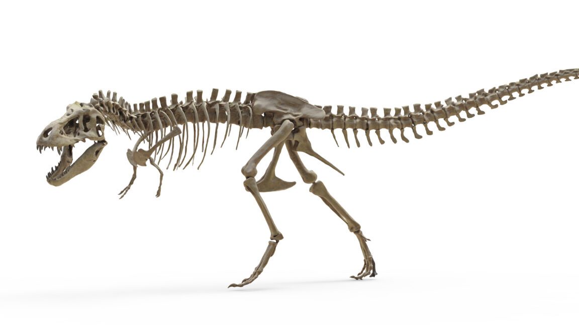 T. rex'in Vücut Sıcaklığı Bir Filinki Kadar Çıktı