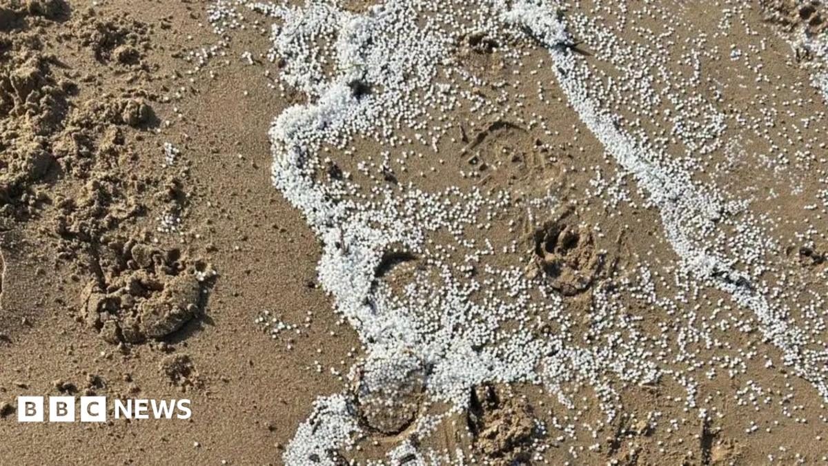 Mikroplastik Sızıntısı Sonrası Deniz Kuşları Üzerinde Araştırma Başlatıldı