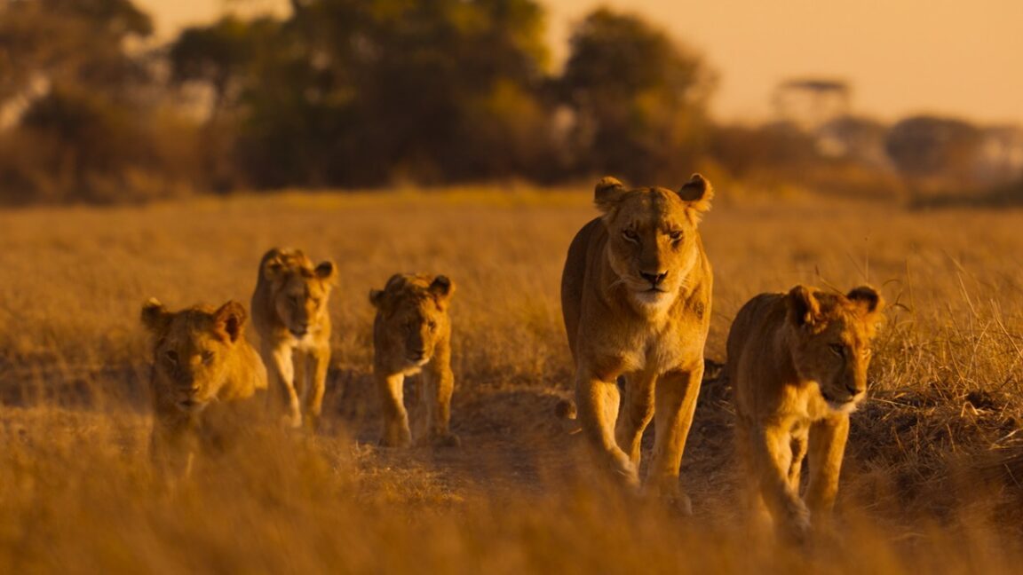 National Geographic'ten Yeni Belgesel Serisi: Afrika'nın Vahşi Yaşamı Ekranlara Geliyor